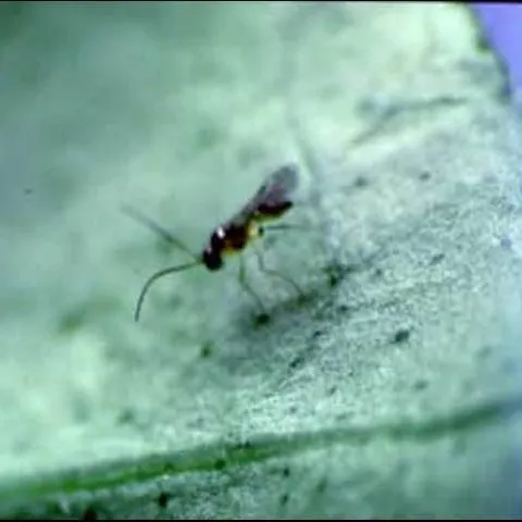 thumbnail for publication: Brown Citrus Aphid Parasitoid, Lipolexis oregmae Gahan (Insecta: Hymenoptera: Aphidiidae)